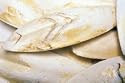 Cuttlebone Medium Bird Supplement 5 Pound Bag
