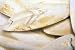 Cuttlebone Medium Bird Supplement 5 Pound Bag