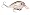 Green Gizzard Shad