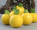 One Ball Squash 15 Seeds