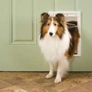 Innotek PPA00-10959 Plastic Pet Door, Premium White, Medium