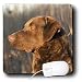 All Products : Dogs Chesapeake Bay Retriever - Chesapeake Bay Retriver Portrait - Mouse Pads
