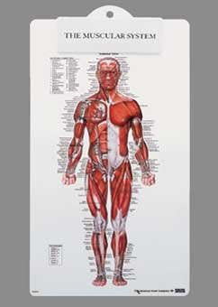 Muscle Man Plastic Clipboard-8946PCB
