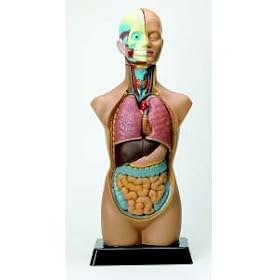Human Anatomy Torso Model (large) # EDU-41007 by Discovery