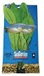 SeaGarden Amazon Sword Plant - Large - 11 in.