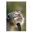 Deep In Thought Humor Photographic Poster Print by Paul Kennedy, 16x20