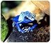 Search : JCI - Mouse Pad - Blue Poison Frog