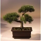 Bonsai Boy's Artificial Japanese Pine Bonsai Tree