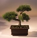 Bonsai Boy's Artificial Japanese Pine Bonsai Tree