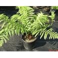 Dicksonia antartica
