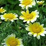 Organic Shungiku Edible Chrysanthemum 115 Seeds