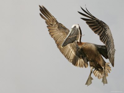 Brown Pelican Flying with Nest-Building Material - Little Bird Key - Tierra Verde - Florida - USA Photographic Poster Print by Arthur Morris - 9x12