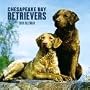 Chesapeake Bay Retrievers 2010 Wall Calendar