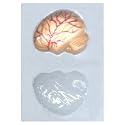 3-D Brain Candy Mold