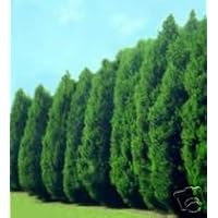 Thuja Green Giant Arborvitae Plants Lot of 15