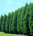 Thuja X 'Green Giant' - Green Giant Arborvitae 4 inch pot