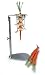 World Cuisine Upright Carrot Peeler