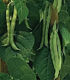 Blue Lake Pole Stringless Bean - 400+ Seeds - VALUE PACK ! - B001ISMUI8