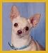   - Chihuahua - Peppita Bookmark
