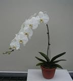 Bonsai Boy's White Orchid Select White Phalaenopsis