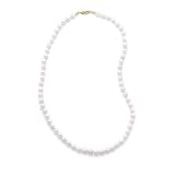 24 Inch 14k Yellow Gold 6-6.5mm (AA) Akoya Pearl Necklace