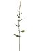 27 Lamb?s Ear Flower Spray Lavender (Pack of 12)