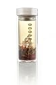 Teavana Harmony Glass Tea Tumbler with Infuser