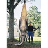 AMS BowFishing Gator Kit LH