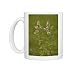 Photo Mugs of Apple mint from Ardea Wildlife Pets
