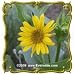 Cup Plant (Silphium perfoliatum) Jumbo Wildflower Seed Packet (150)