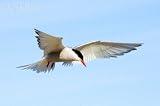 Wallmonkeys Peel and Stick Wall Decals - Adult Arctic Tern (sterna Paradisea) Hovering before a Dive, Victoria Island, Nunavut, Arctic Canada - Removable Graphic