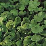 Dichondra Seed