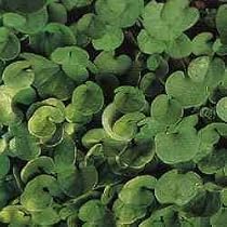 Dichondra Seed