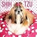 shih tzu - Shih Tzu 2009 Wall Calendar