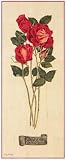 Romance Roses I by Judy Shelby. Art Print Poster FRAME IT.. 14 inches width by 36 inches height. Highest Quality Art Poster Print