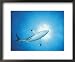 Blacktip Shark Patrolling, Walkers Cay, Bahamas, Caribbean Sea Animals Framed Art Poster Print by Doug Perrine, 22x18