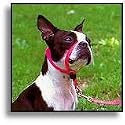 Premier Pet Gentle Leader Headcollar for Dogs (large - for pets 60 - 130-lbs)