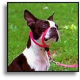 Premier Pet Gentle Leader Headcollar for Dogs (large - for pets 60 - 130-lbs)