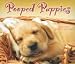Pooped Puppies 2009 Calendar, 6x5