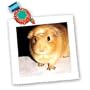 Guinea Pig - Guinea Pig - Quilt Squares
