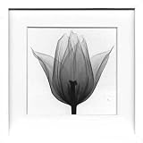 X-Ray PHOTOGRAPHY（レントゲンフォトグラフィー）ポスターフレーム Steven N.Meyers /Triumph Tulip 330x330x30mm