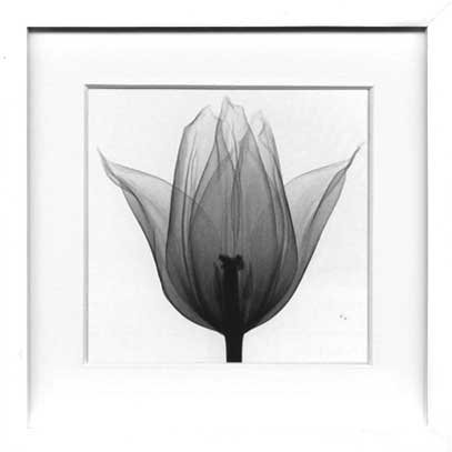 X-Ray PHOTOGRAPHY（レントゲンフォトグラフィー）ポスターフレーム Steven N.Meyers /Triumph Tulip 330x330x30mm