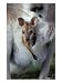 Red-necked Wallaby Joey in Pouch, Bunya Mountain National Park, Australia Photographic Print by Theo Allofs, 18 x 24