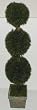 4' Triple Ball INDOOR / OUTDOOR Springerii Topiary