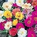 Portulaca Sunnyside Mix Seeds (1 Pkt - 160 seeds)