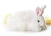 Plush Licorice White Rabbit 12