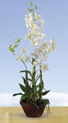 Dendrobium w/Decorative pot