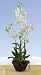Dendrobium w/Decorative pot