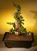 Bonsai Boy's Juniper Bonsai Tree - Phoenix Graft<br><i>(juniper procumbens nana)</i>