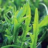Organic Sylvetta Arugula - 100 Seeds - Italian Rustic - B001D4J2ZG